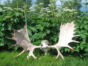 .01   Moose skull