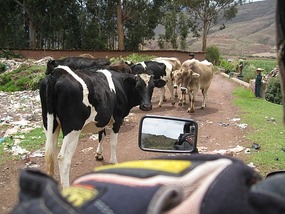 Cow Jam!