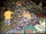 cats (and child) and vegetables