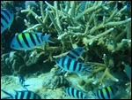 damselfish