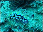 nudibranch