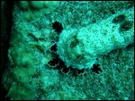 sea cucumber on the move