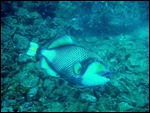 titan triggerfish