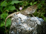 a lizardy friend