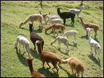 alpacas grazing