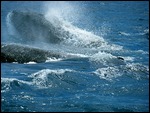 Whale watching in Hervey Bay