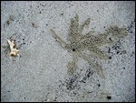crab action on the beach at Cape Trib