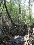 mangrove trees