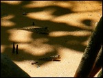 Mud fish