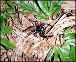 Scary jumping spider outside our van!