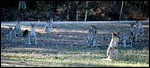 wallabies