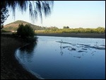 Kinka Beach Mangroves