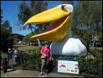 Big Pelican