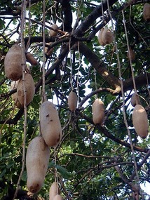 The Magic Hanging Potato Tree