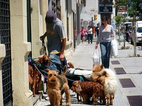 Local dog walker on Estados Unidos