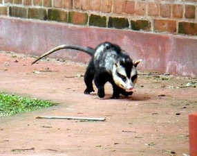 The opossum beats a hasty retreat from the rain