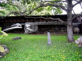 Whale skeleton