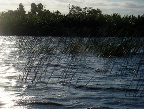 Esteros del Iberá (Marshes of the shining water)