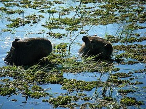 Capybaras having a swim and a munch