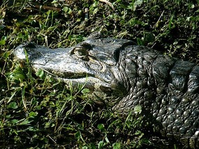 Never smile at  a crocodile....