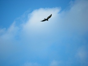 Vulture!