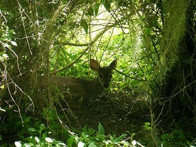 Young marsh deer