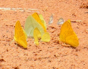 Butterflies taking a rest in the road