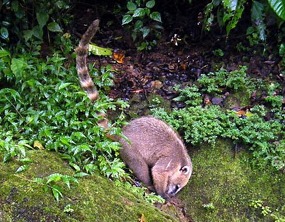 Coati