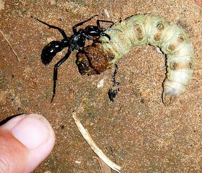 Huge ant and breakfast