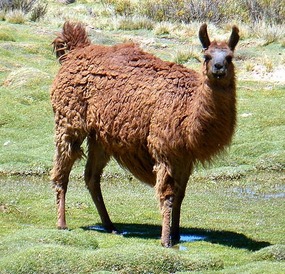 llama