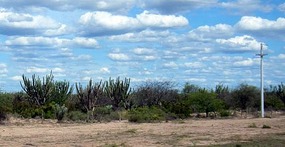 Road, sky and very big cactii