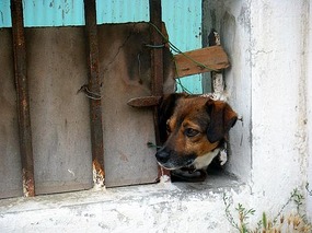 A different Valparaiso dog