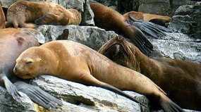 Sea-lions