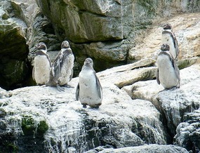 More penguinos!