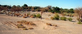 First signs of the desert oasis of San Pedro