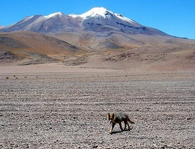 Desert Fox (Zorro)