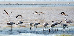 Flamingos