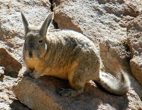 Vizcacha
