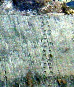 Dinosaur footprints