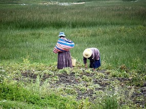 Women working in the fields