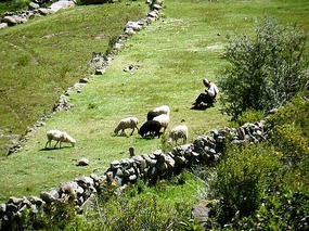 Shepherd knitting whilst tending flock