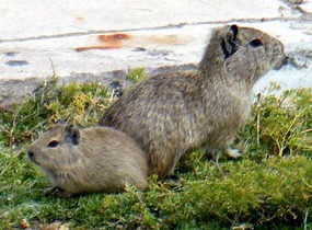 Wild guinea-pigs