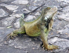 Iguana in Parque Bolivar
