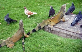 Iguanas in Parque Bolivar