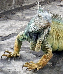 Iguana in Parque Bolivar