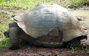 Wild Giant Tortoise, damaged shell