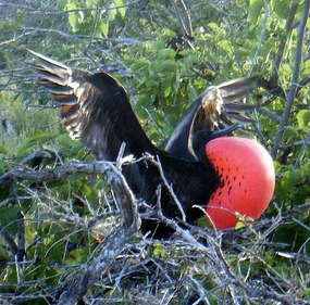 Male frigatebird gets excited at sight of a female