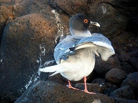 Swallow-tailed gull
