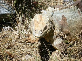 Santa Fe land iguana