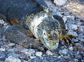 Land Iguana, Plazas